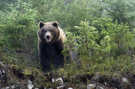 棕熊在其自然栖息地高清图片