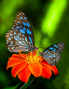蓝蝴蝶在清晨自然中飞翔图片