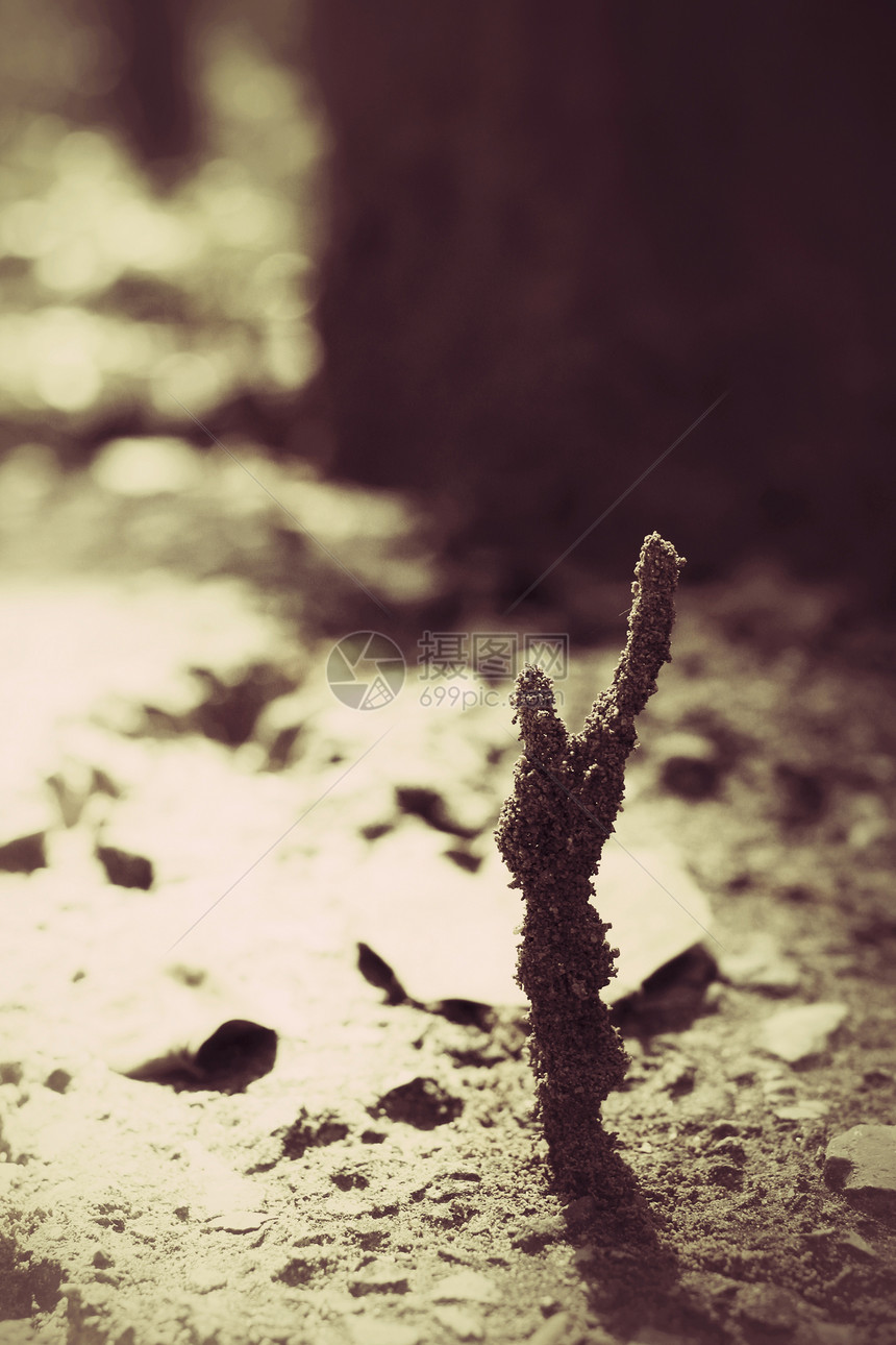 热带白蚁巢图片