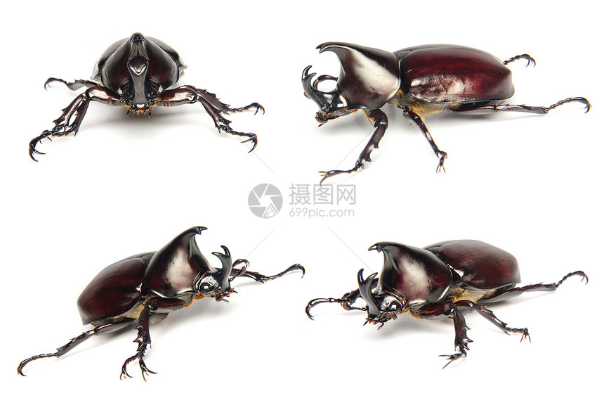 泰国犀牛甲虫集收集白图片