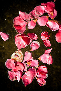 水面上美丽的山茶花瓣图片