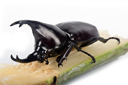 斯卡巴伊达家族的犀牛甲虫背景图片