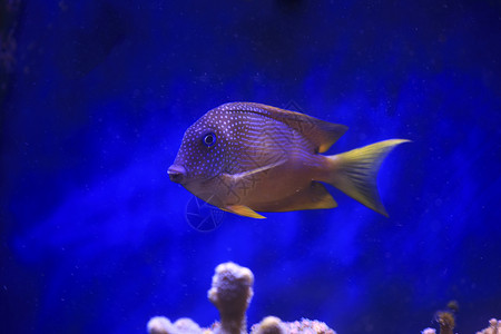 水族馆的鱼图片