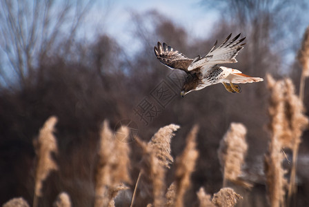 红尾鹰俯冲猎物图片