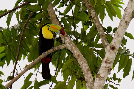 伯利兹的国鸟栖息在树上的龙骨嘴巨鸟图片