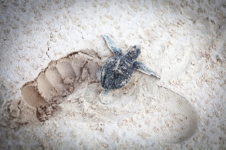 沙子上的小乌龟图片