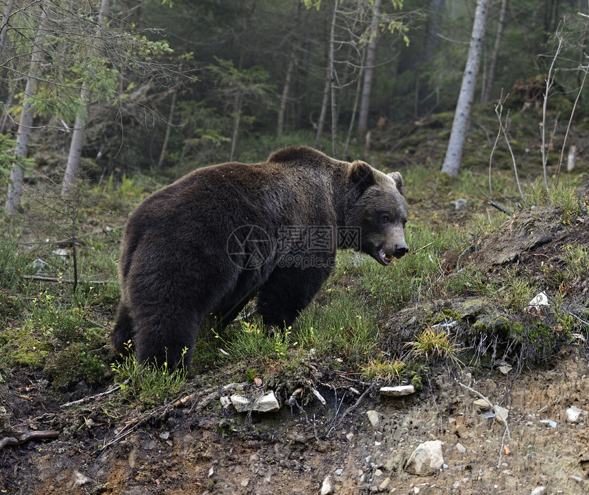 棕熊在其自然栖息地图片