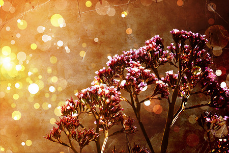明亮的秋天花卉背景带有b图片