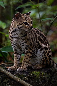 关闭伯利兹雨林中的豹猫图片