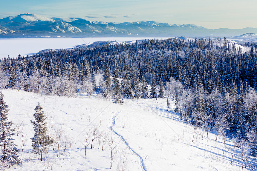 白马以北加拿大育空地区的北方森林泰加冬季荒野景观中的雪丘小径图片