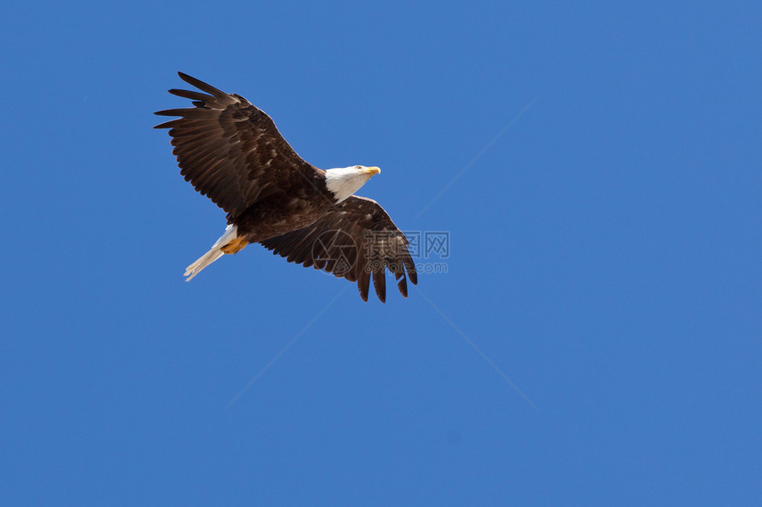 成年秃鹰白头和尾巴在蓝天空中飞翔的灰发光辉的成年秃鹰HaliaeetusLeucoce图片