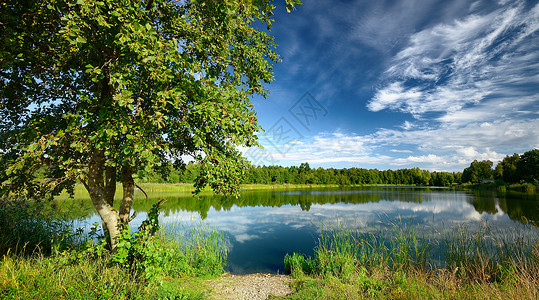 夏天湖边的树图片