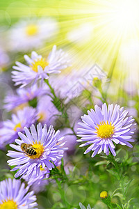 花与蜜蜂图片