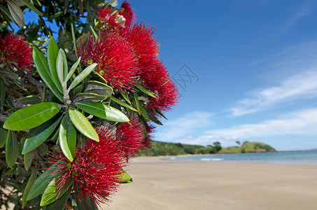 12月在新西兰无疑的湾里开花盛满了波图背景图片