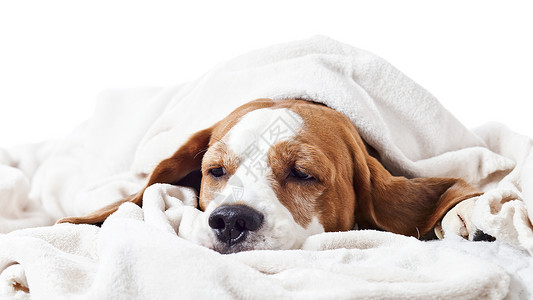 比格霍恩非常生病的狗在毯子下背景