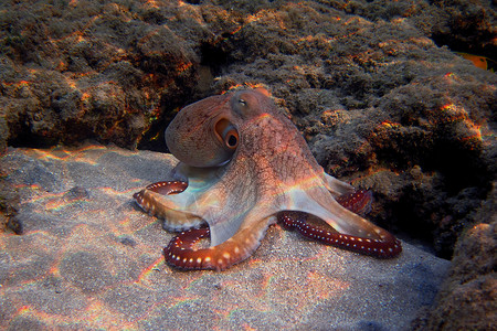 沙中红章鱼的红章鱼在埃吉普特珊图片