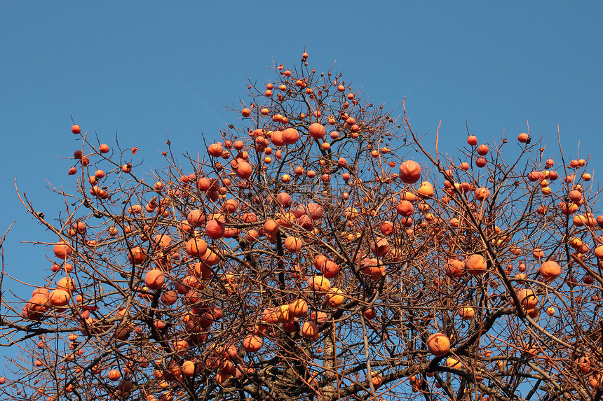 长冬树上的水果图片