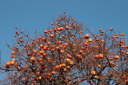 长冬树上的水果高清图片