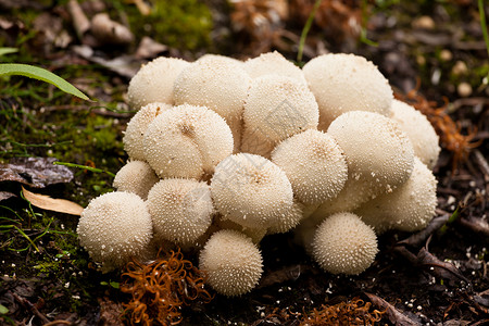 普通彩球蘑菇Lycoperdon图片
