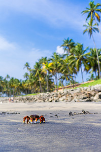 热带岛屿上的螃蟹图片