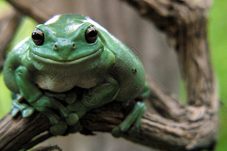 绿树青蛙RhacophorusArb图片