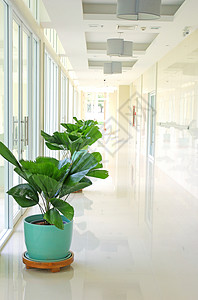 干净的白色走廊上的绿色植物图片