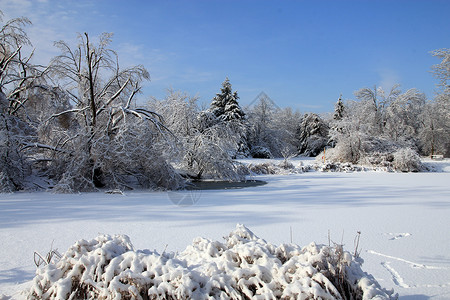 冬天森林里结冰的池塘图片