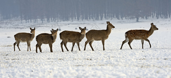 冬天的一群梅花鹿图片