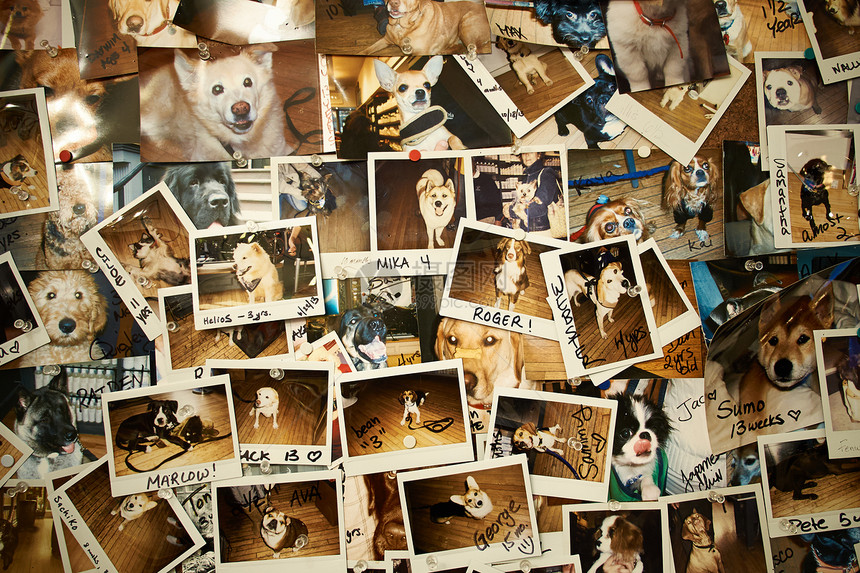 墙上有各种各样的狗图片