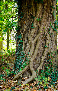 树林里一棵古老的树根树根和图片