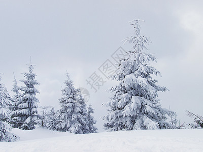 冬季的森林图片