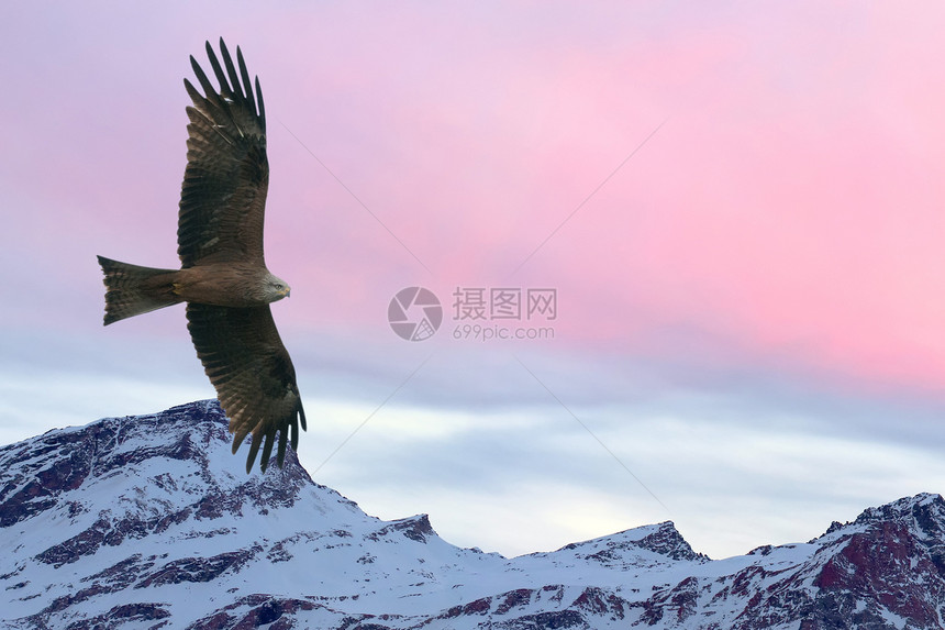 鹰在冬天的时候在粉红色的日落山背景上飞翔图片