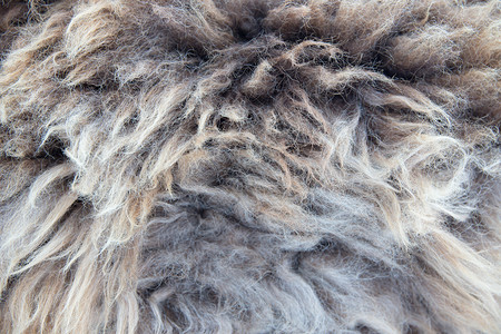 羊毛背景羊皮的特写图片
