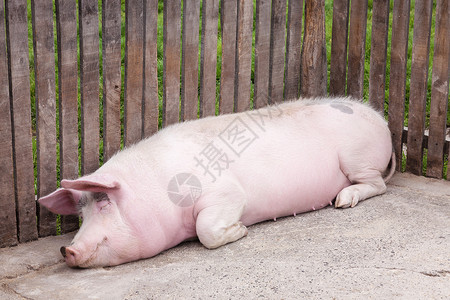 猪放松地躺在猪圈里睡觉背景图片
