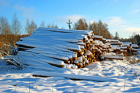 冬季木材采伐木中的日志图片