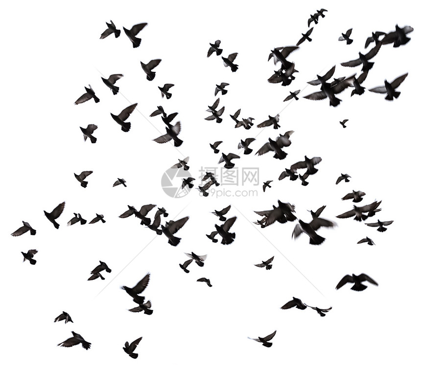 许多鸟在空中飞翔图片