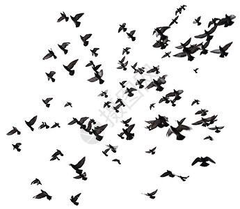 许多鸟在空中飞翔图片