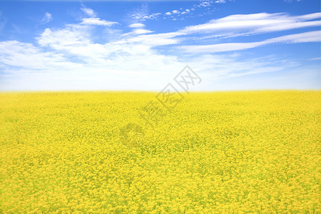 春天的黄色花田和蓝天图片
