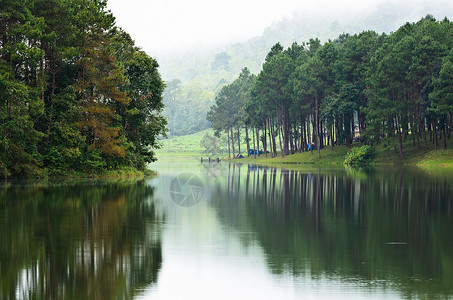 美丽的自然景观松树绿林映在水面上图片