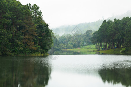 Ung公园湖和松林的自然景观图片