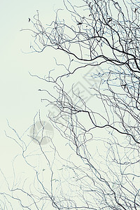 稀疏的树枝映衬着冬天的空图片