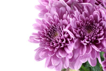 白色背景上的紫菊花图片