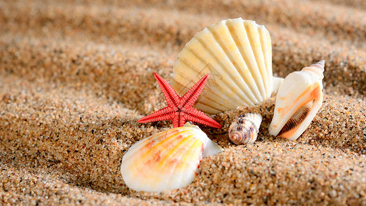 海星和沙滩上的贝壳图片