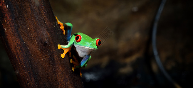 红眼树蛙Agalychniscallidryas图片