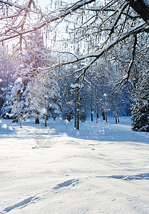 寒冷晴天的冬季森林图片
