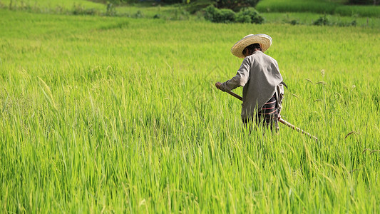 泰国清迈农民用铁锹砍草图片