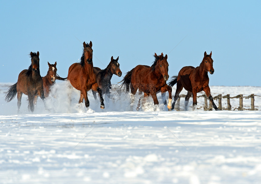跑在雪原上的马群图片