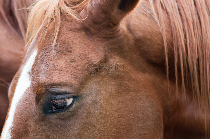 棕色和白色马的眼睛和上脸的特写图片