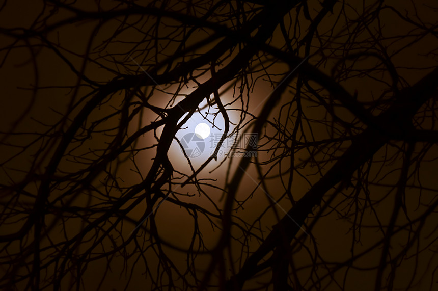 透过树枝看月亮的黑暗景色图片