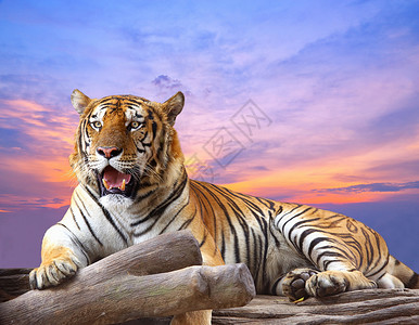 老虎在岩石上寻找一些东西在日落时天图片